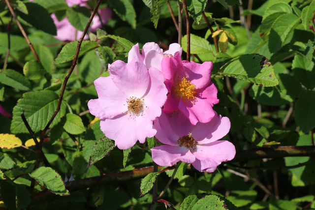 Rosa setigera