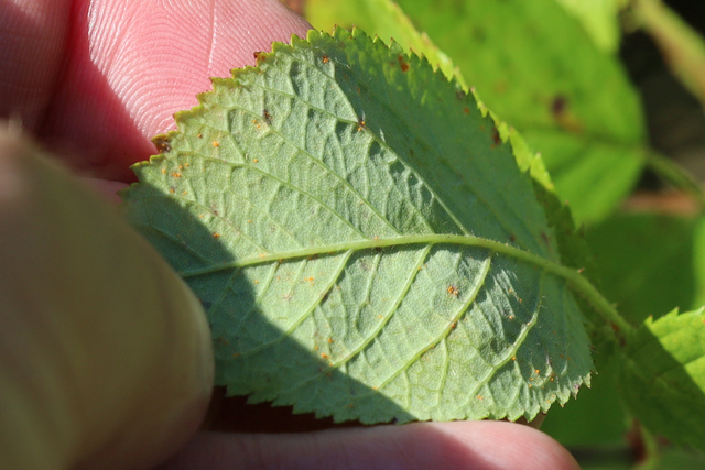 Rosa setigera - leaf underside