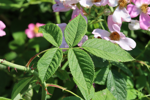 Rosa setigera - leaves