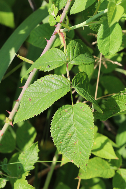 Rosa setigera - leaves