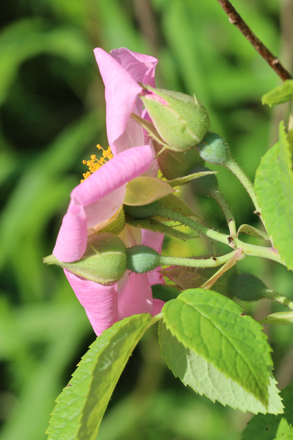 Rosa setigera - sepals