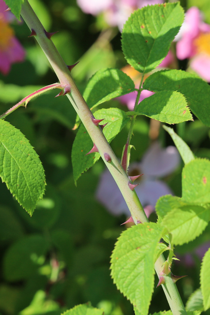 Rosa setigera - stem