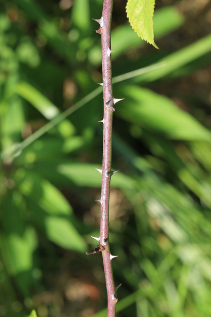 Rosa setigera - stem