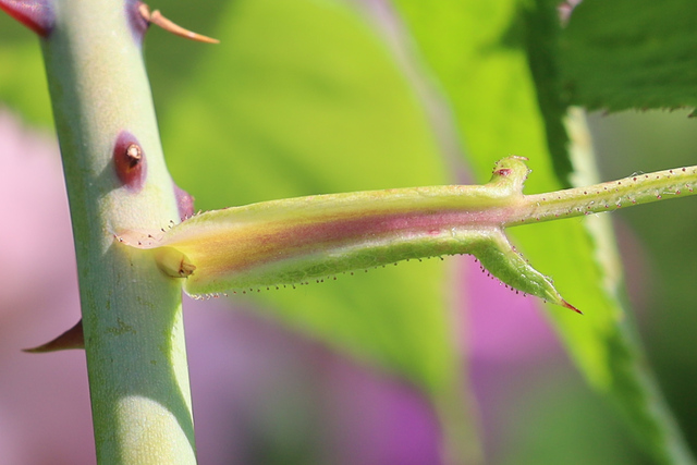 Rosa setigera - stipule