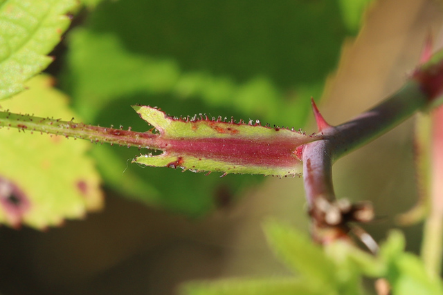 Rosa setigera - stipule