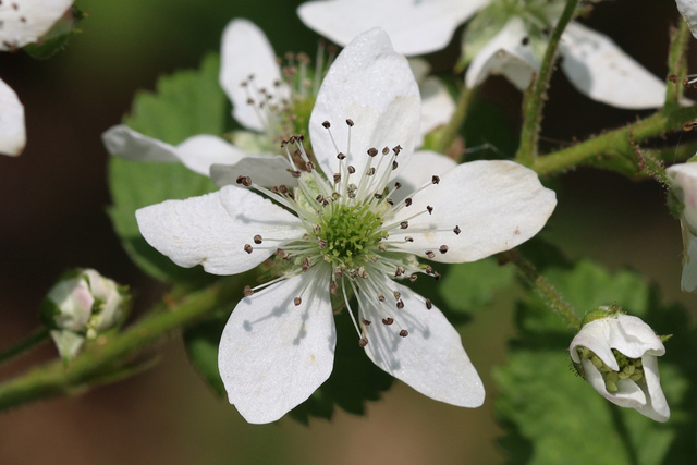 Rubus allegheniensis