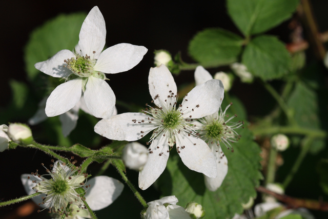 Rubus allegheniensis