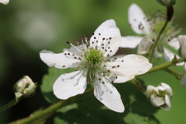 Rubus allegheniensis