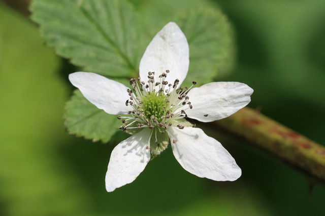 Rubus allegheniensis