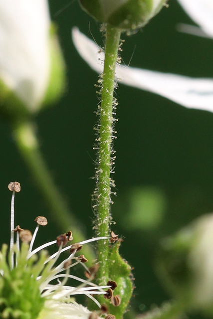 Rubus allegheniensis