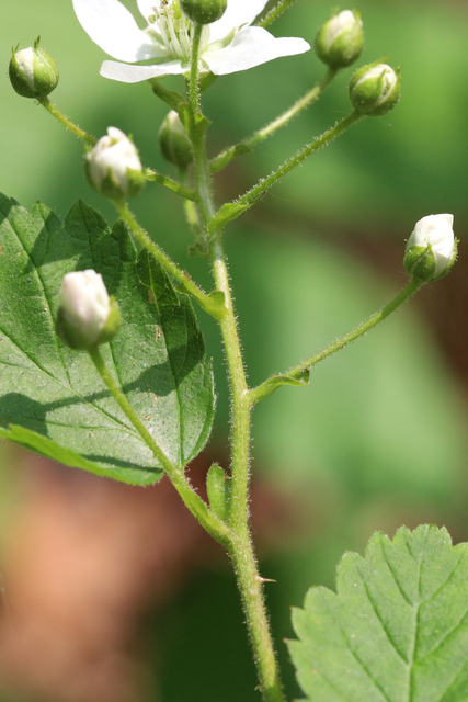 Rubus allegheniensis