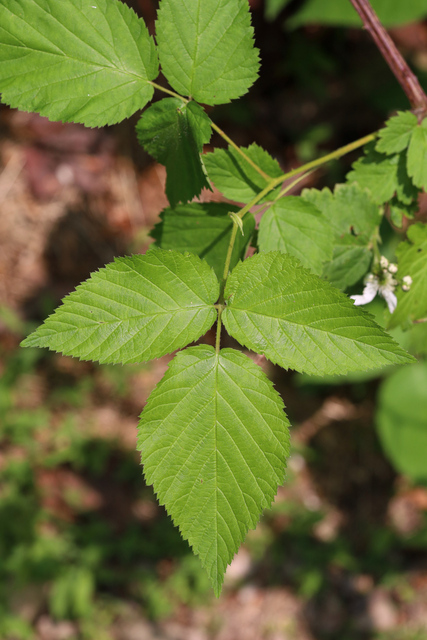 Rubus allegheniensis - leaves