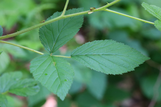 Rubus allegheniensis - leaves