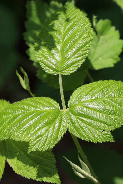 Rubus allegheniensis - leaves