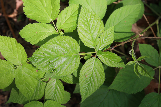 Rubus allegheniensis - leaves