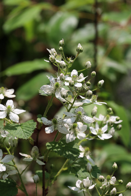 Rubus allegheniensis - plant