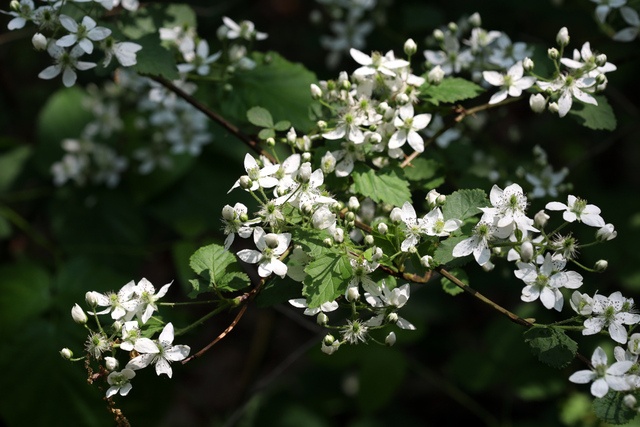 Rubus allegheniensis - plant