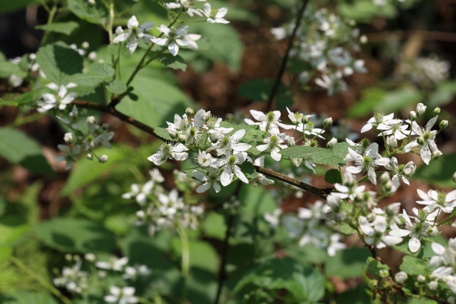 Rubus allegheniensis - plant