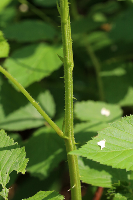 Rubus allegheniensis - stem