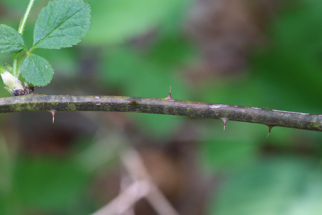 Rubus allegheniensis - stem