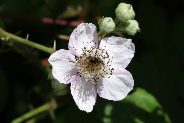 Rubus bifrons