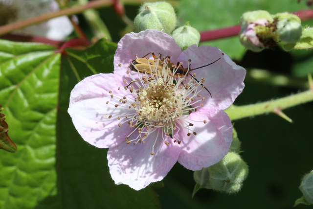 Rubus bifrons