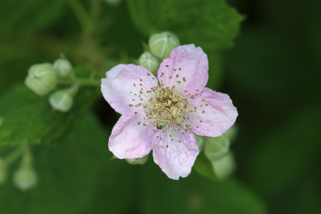 Rubus bifrons