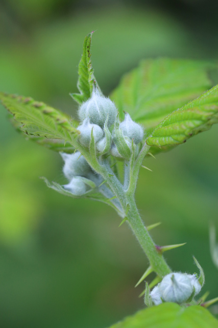 Rubus bifrons