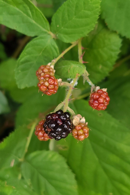 Rubus bifrons - fruit