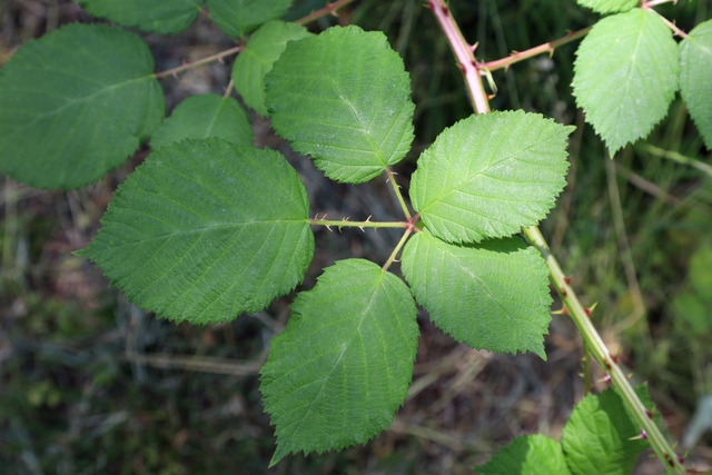 Rubus bifrons - leaves