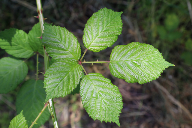 Rubus bifrons - leaves