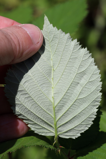 Rubus bifrons - leaves