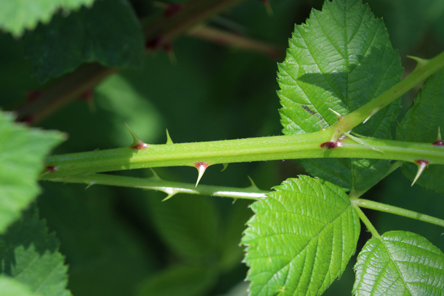 Rubus bifrons - stem