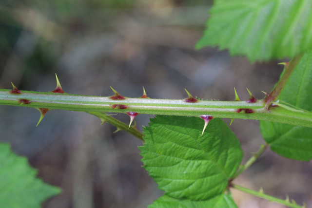 Rubus bifrons - stem