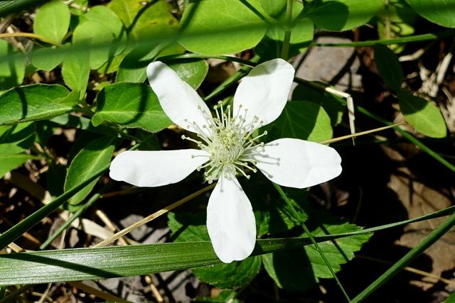 Rubus flagellaris