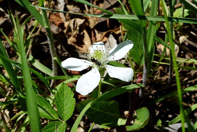 Rubus flagellaris