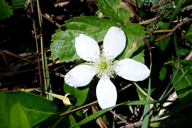 Rubus flagellaris