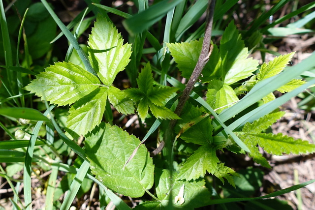 Rubus flagellaris - leaves