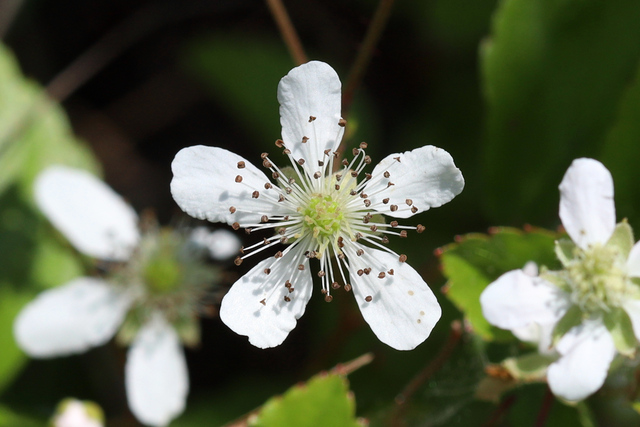 Rubus hispidus