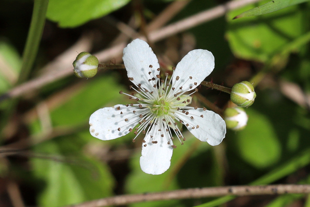 Rubus hispidus