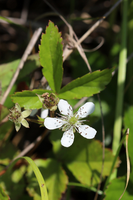 Rubus hispidus