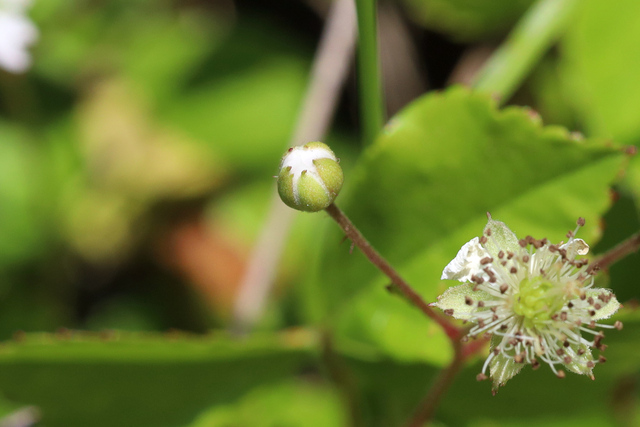 Rubus hispidus