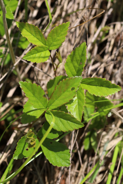 Rubus hispidus - leaves