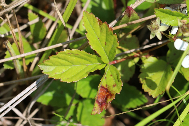 Rubus hispidus - leaves