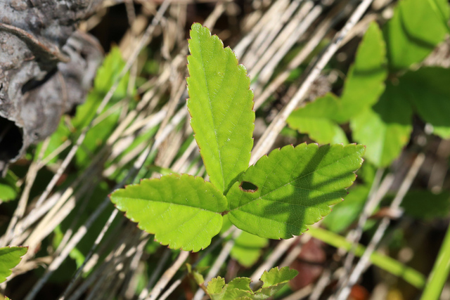 Rubus hispidus - leaves