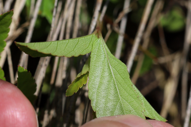 Rubus hispidus - leaves