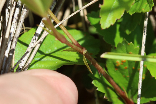 Rubus hispidus - stem