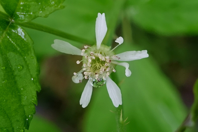 Rubus occidentalis