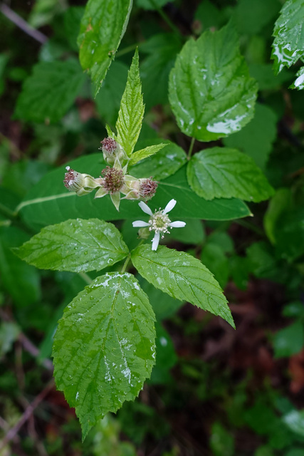 Rubus occidentalis