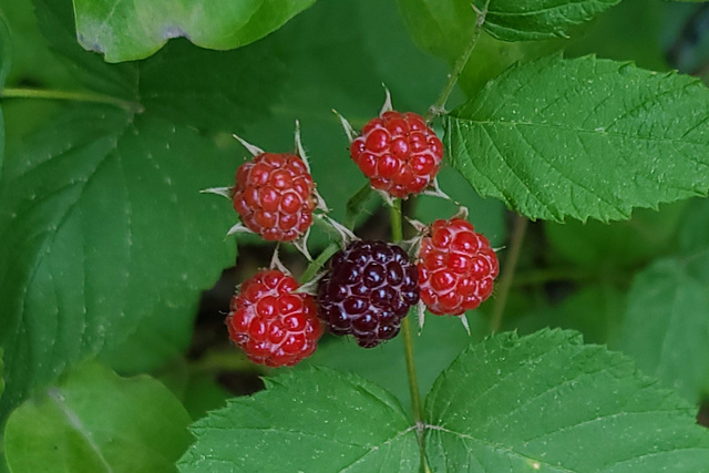 Rubus occidentalis - fruit